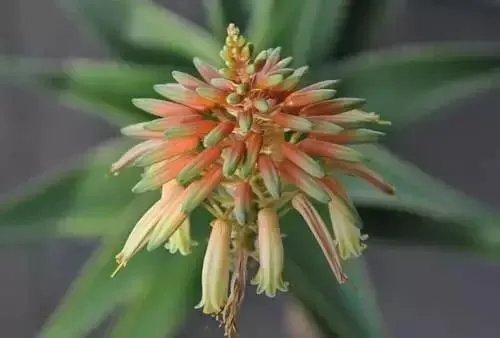 【绿植】开花露峥嵘(上)