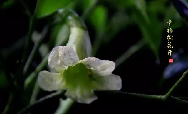 【绿植】开花露峥嵘(上)