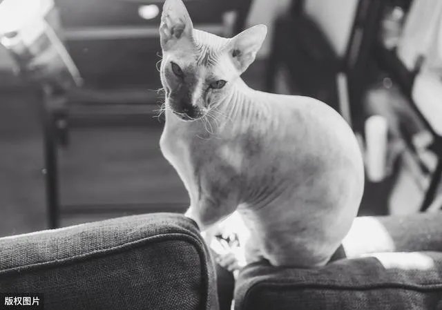 无毛猫价格上猫舍和个人的多少钱?