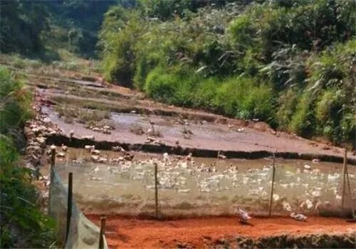 蛋鸭苗价格