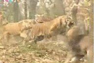 农村老话“宁斗猛虎,不斗疯熊”,这话有道理吗?熊比老虎更可怕吗?