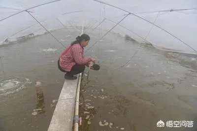 大棚养虾可靠吗?