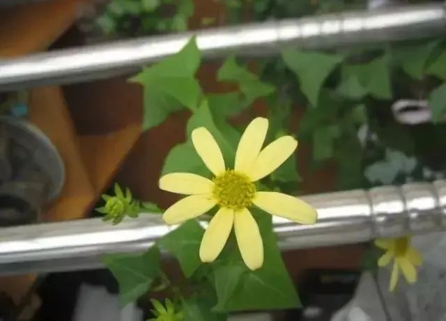【绿植】开花露峥嵘(上)