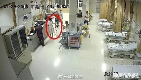 浙江23岁姑娘被蛇咬后徒手握蛇看急诊,离院时带走称将其放生,对此你怎么看?