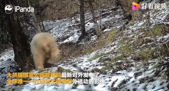 关于全球唯一白色大熊猫长大变金白色一事,你有何看法?