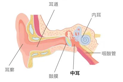 耳朵分布图解