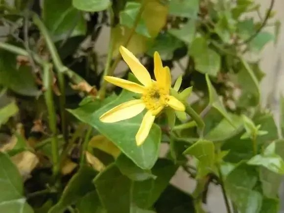 【绿植】开花露峥嵘(上)