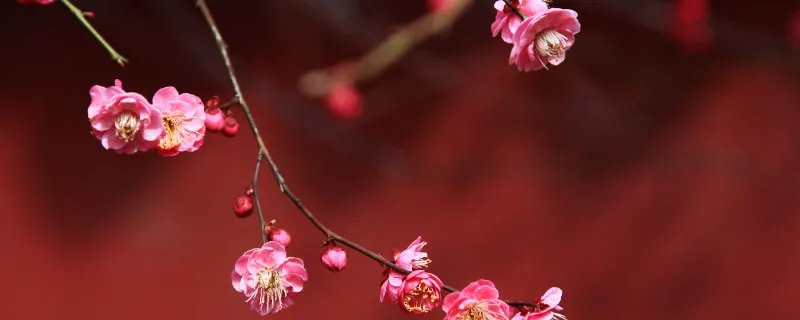 宝剑锋从磨砺出梅花香自苦寒来的意思 宝剑锋从磨砺出梅花香自苦寒来什么意思