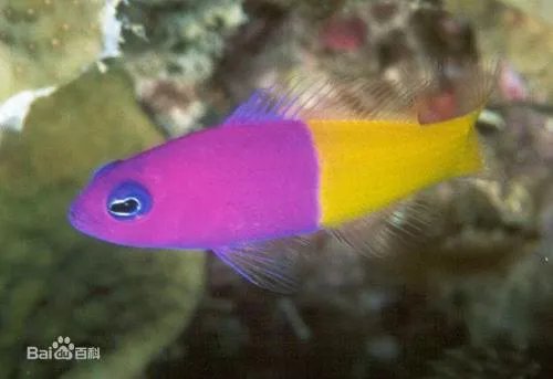 双色草莓