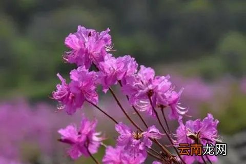 朝鲜的国花