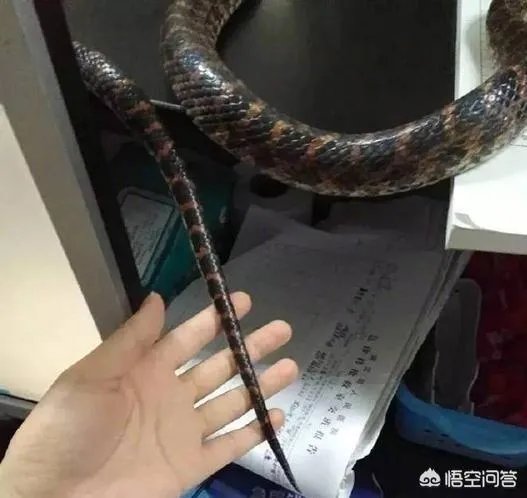 浙江23岁姑娘被蛇咬后徒手握蛇看急诊,离院时带走称将其放生,对此你怎么看?