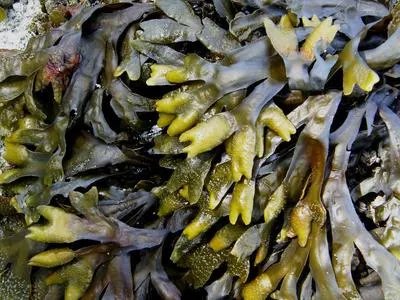 昆布功效成分是什么 昆布的药物作用有哪些