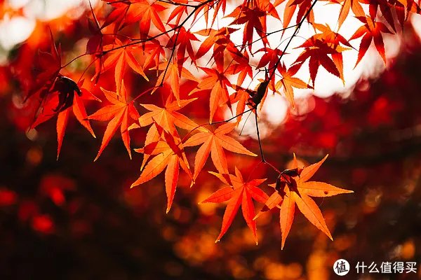 漫谈M43 篇一:M43画幅相机?这个相机体系有什么优劣?有图有真相!