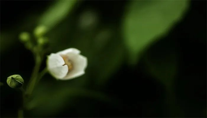 茉莉的养殖方法和注意事项 茉莉的养殖方法和注意事项有哪些