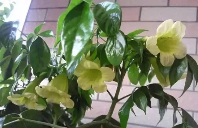 【绿植】开花露峥嵘(上)