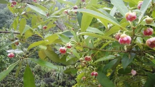 八角树苗批发价格 八角茴香介绍及前景解析