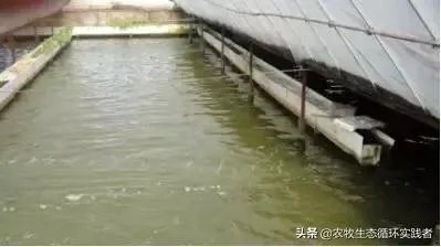 大棚养虾可靠吗?