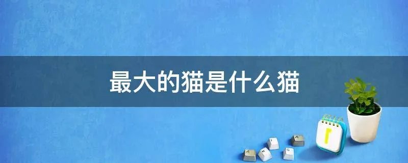 最大的猫是什么猫