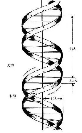 DNA双螺旋结构图示？