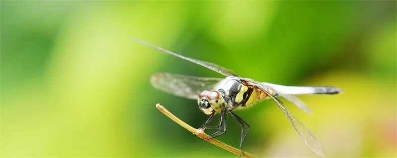 蜻蜓的特点 蜻蜓的特点是什么
