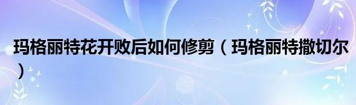 玛格丽特花开败后如何修剪(玛格丽特撒切尔)