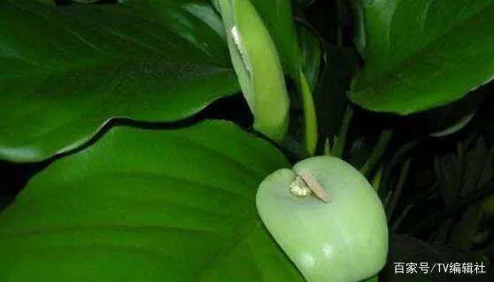 万年青开花吗?