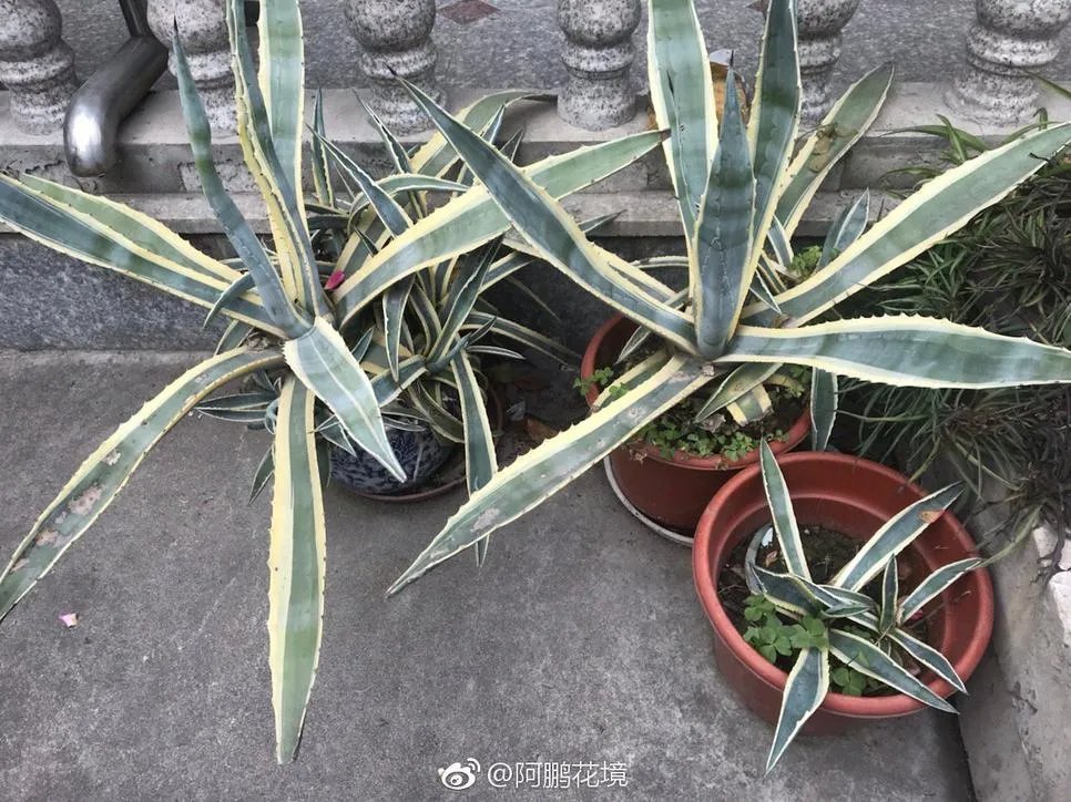 金边龙舌兰