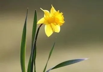 水仙花语