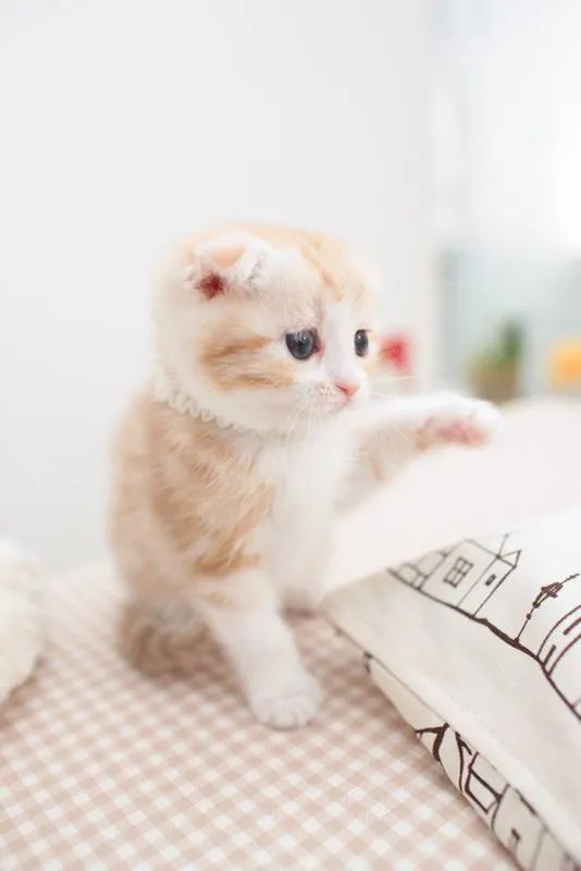 宠物猫咪