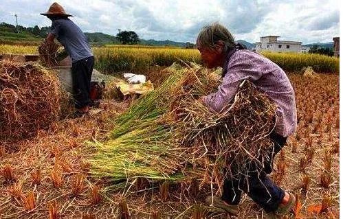 美国禁用草甘膦,大家怎么看待这个事情?