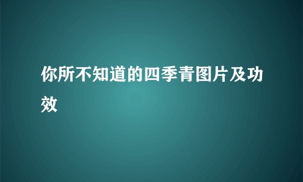 你所不知道的四季青图片及功效