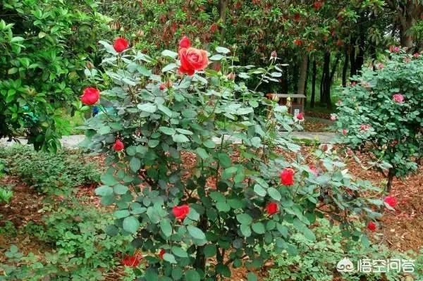全国各大城市市花各是什么?