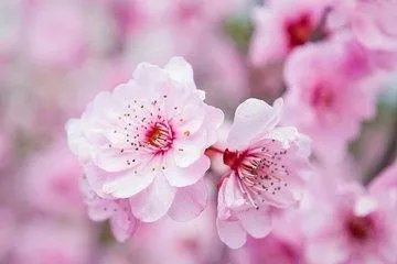 桃花是在什么季节开花的