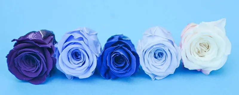 路易十四玫瑰花的花语 路易十四玫瑰花的花语是什么