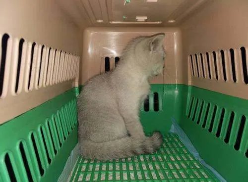 宠物猫咪