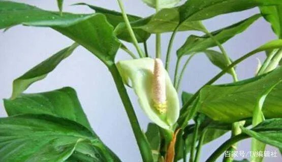 万年青开花吗?