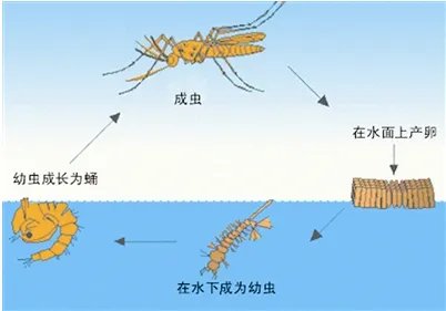 蚊子卵是什么样子的