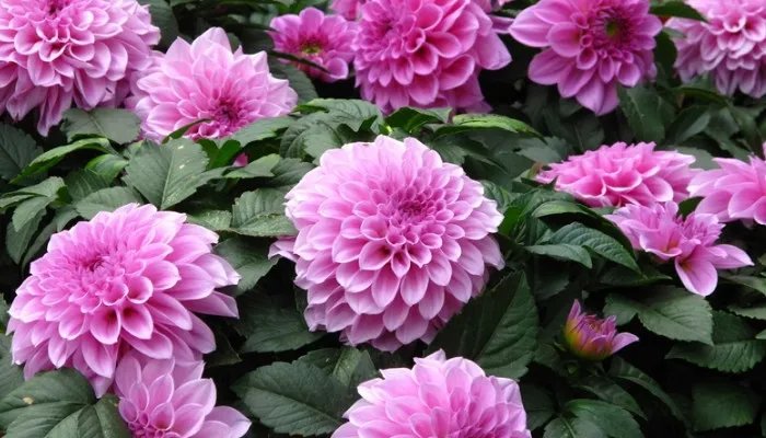 大丽花花语