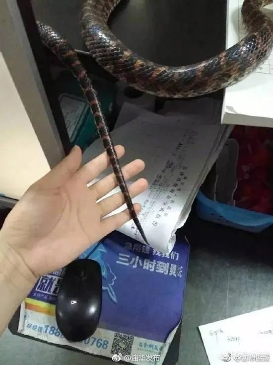 浙江23岁姑娘被蛇咬后徒手握蛇看急诊,离院时带走称将其放生,对此你怎么看?