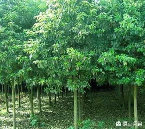 种一亩龙脑樟树三年后有多少利润?