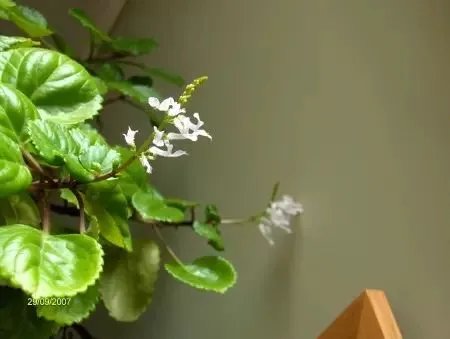 【绿植】开花露峥嵘(上)