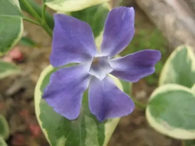 【绿植】开花露峥嵘(上)