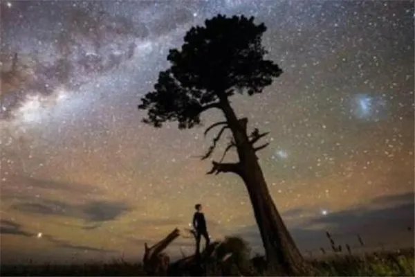 十大上古神树 星辰树以星辰为食,第七能直达天阙