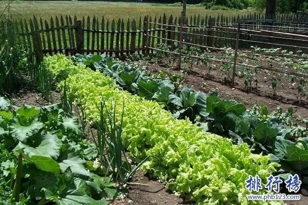 2017农村致富小项目排名，适合农村的致富小项目大全