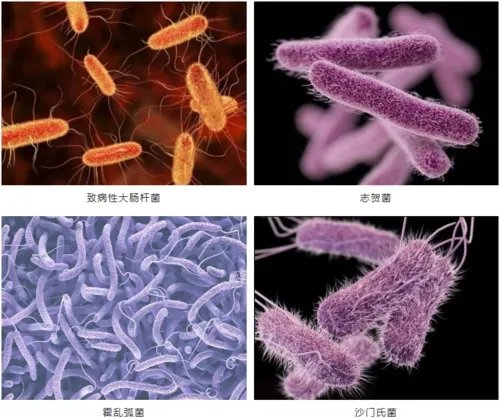 多国暴发巧克力相关沙门氏菌疫情,这种病毒是通过什么途径传播的?