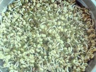 生绿豆芽