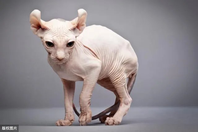 无毛猫价格上猫舍和个人的多少钱?