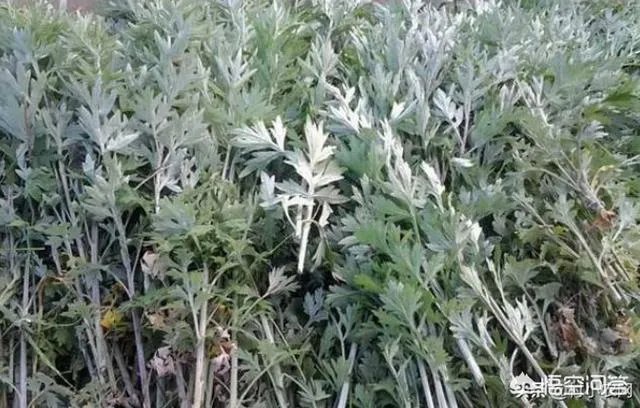 未来种中药材可以赚钱吗?
