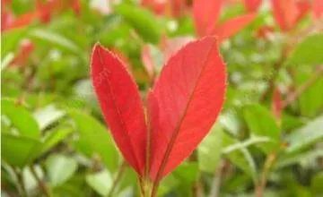 除蚜虫
