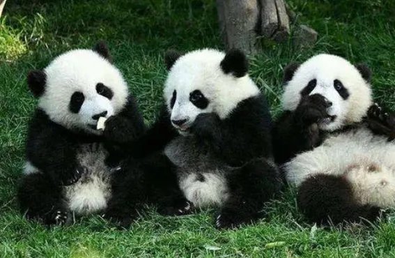 关于全球唯一白色大熊猫长大变金白色一事,你有何看法?